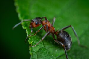 carpenter ant1